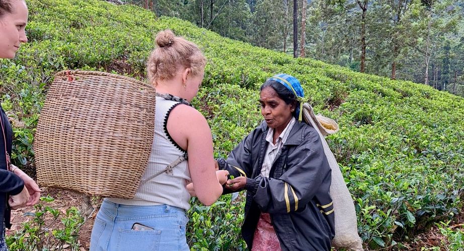 Theeplantage bezoek Theeplantage bezoek